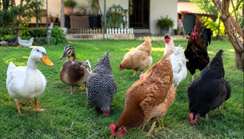 Senasa refuerza la vigilancia de influenza aviar en aves de traspatio