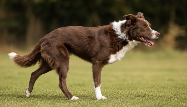 Hallazgos sobre la biomecánica de los perros amputados