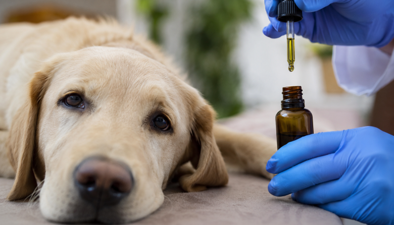Cannabis medicinal: Mendoza crea el primer registro para pacientes veterinarios del país