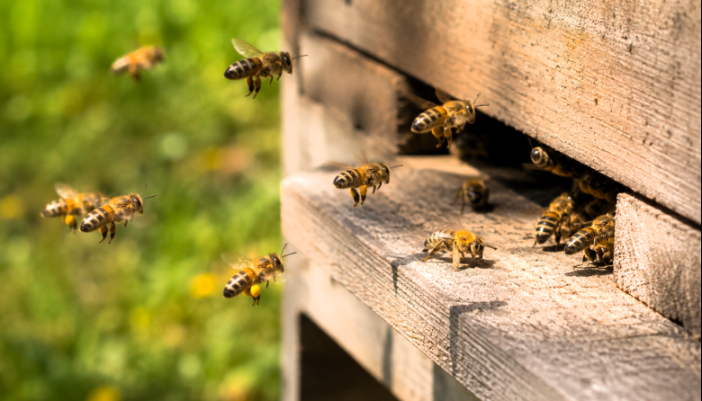 ¿Las colmenas modernas ponen en riesgo a las abejas?