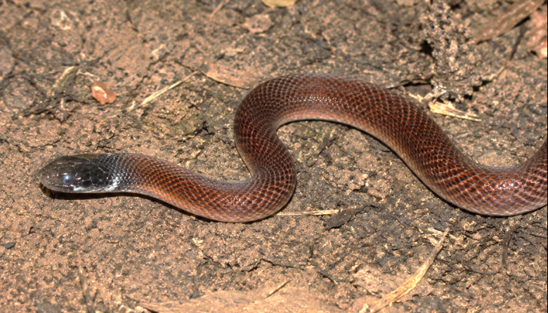 Revelan cómo se reproduce una enigmática culebra del nordeste argentino