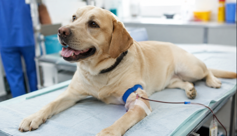 Donar sangre también salva vidas en veterinaria
