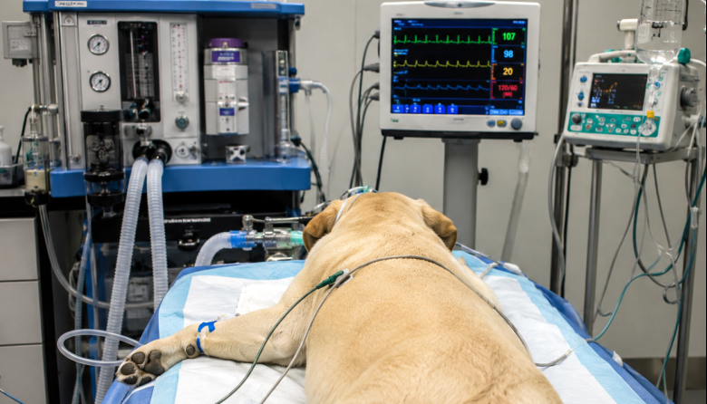 Hipotensión durante la anestesia: identifican factores de riesgo y medidas de protección en perros