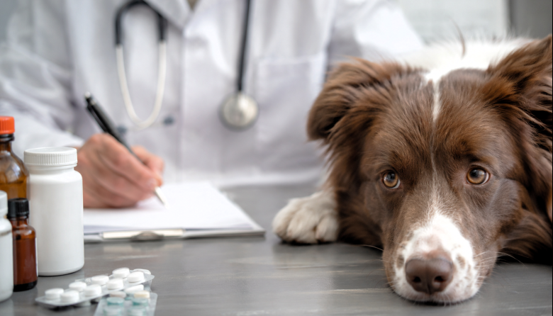 Resistencia antimicrobiana: Un desafío que une a la salud humana, animal y ambiental