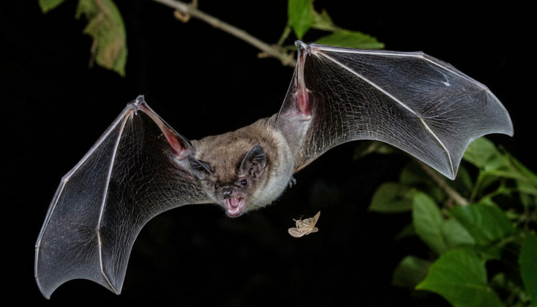 Nuevas pistas sobre la alimentación de los murciélagos insectívoros