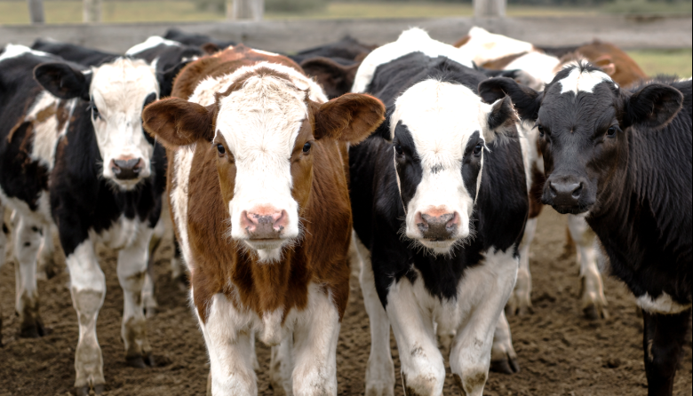 Avanzan en una vacuna bovina para reducir el riesgo de Síndrome Urémico Hemolítico