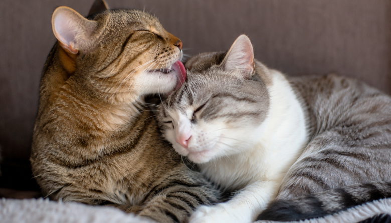 Acicalamiento mutuo en gatos: entre el vínculo social y la gestión del conflicto