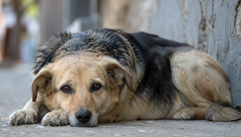 Que ningún perro tenga que vivir en la calle