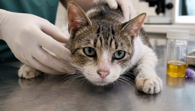 Histoplasmosis felina: nuevas recomendaciones para su diagnóstico