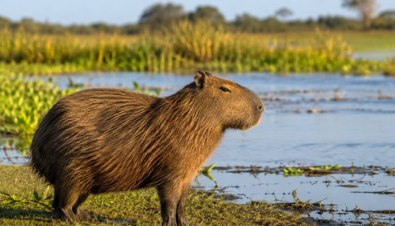 Carpinchos: entre la conservación y la convivencia