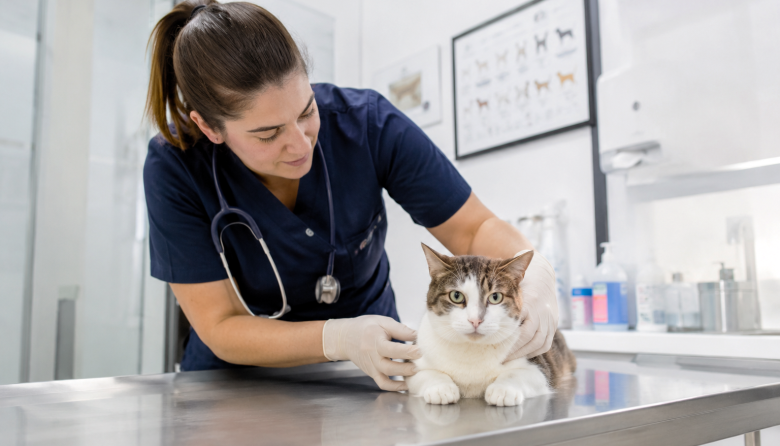 Nuevas evidencias sobre la toma de temperatura en gatos