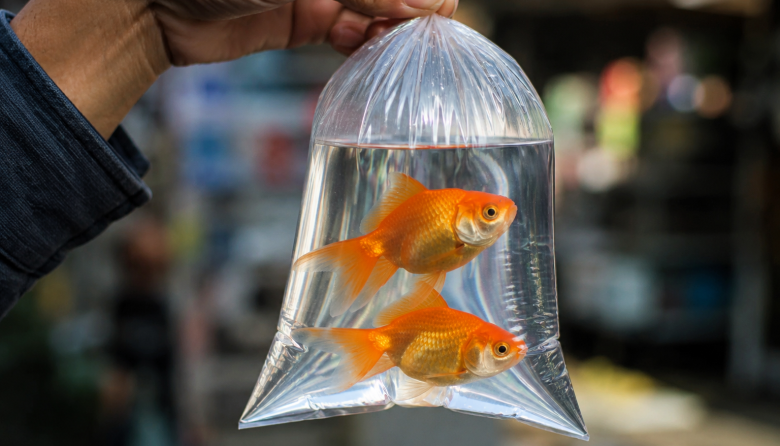 La Justicia reconoció como sujetos de derecho a dos peces ornamentales