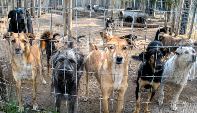 Presentan un proyecto de ley para regular criaderos, guarderías y refugios de animales de compañía