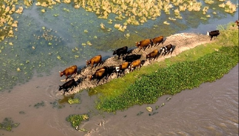 Alerta por El Niño en el Noreste: recomendaciones del Senasa para proteger al ganado ante posibles inundaciones