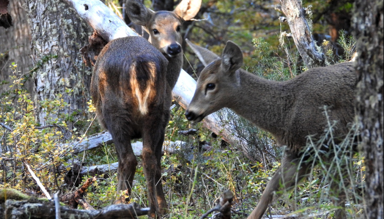 Huemul: una especie al borde de la extinción que busca recuperar su futuro