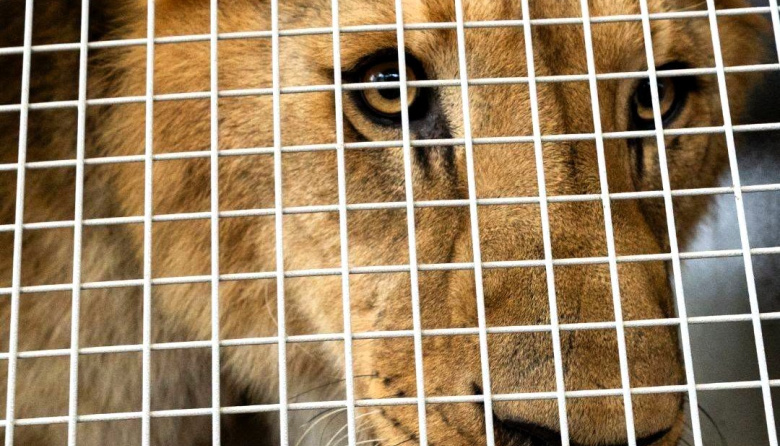 30 grandes felinos fueron trasladados del ex Zoo de Luján a santuarios