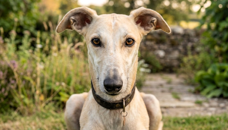 Chile dio un paso clave para prohibir las carreras de perros