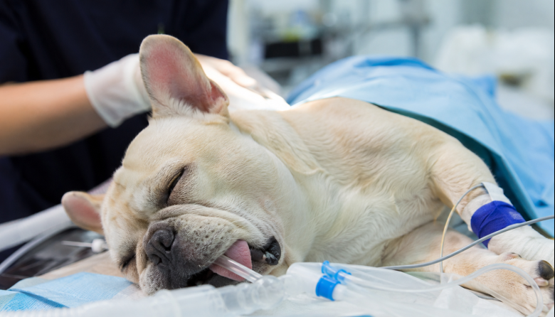 Cirugía de BOAS en perros: los factores que definen el pronóstico