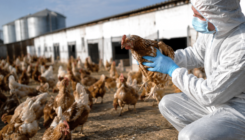 Bioseguridad: la primera barrera frente a la influenza aviar