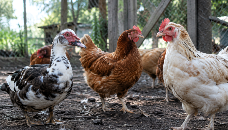 Detectan influenza aviar en aves de traspatio en Carlos Spegazzini