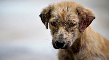 Los humanos estamos en deuda con los animales