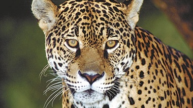 Celebremos y cuidemos la Vida Silvestre