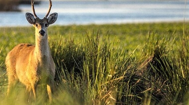 ¿Qué ley la protege en Argentina?