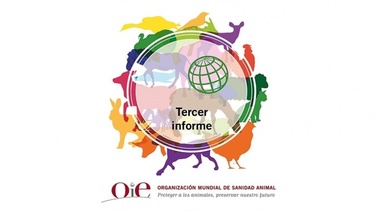 Un nuevo informe muestra un cambio a nivel mundial en el uso de antibióticos en animales