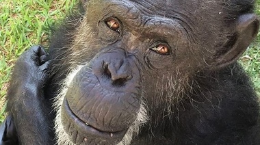 El caso de la chimpancé Cecilia