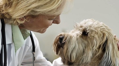 El Empoderamiento de la Mujer en la Profesión Veterinaria