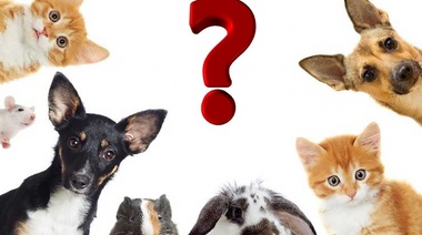 Argentina es el país con más mascotas. ¿Cuáles son las más elegidas?