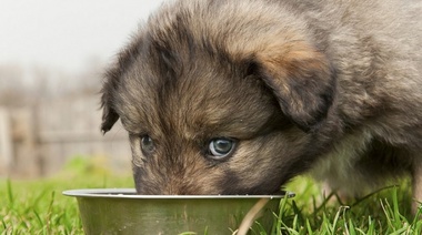 Requerimiento nutricional de los cachorros