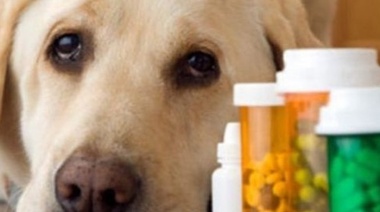 Los Medicamentos Veterinarios son considerados ¨bienes críticos¨