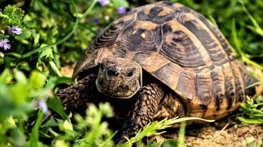Curso teórico-práctico de medicina en tortugas de tierra