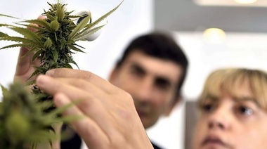 Desarrollan con éxito terapia con aceites de cannabis en perros con epilepsia