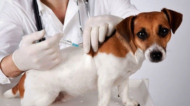 El Valor de la Vacunación