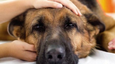 Las enfermedades que más afectan el bienestar de los perros