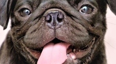 La salud y el bienestar de los animales es más importante que su aspecto