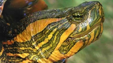 Medicina en quelonios y otros reptiles
