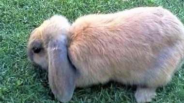 Confirman que los conejos de orejas caídas son más propensos a tener problemas dentales y de oído