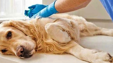 Nuevo ‟Tratado Global del Dolorˮ