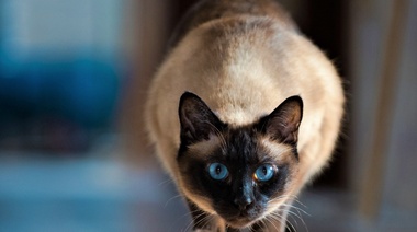 El peso promedio de los gatos alcanza su punto máximo entre los 6 y 10 años