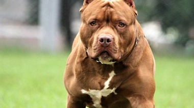 Se suman los casos de ataques de perros con consecuencias fatales