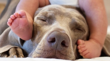 Los niños que crecen con perros y gatos son más sanos