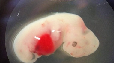 Aprueban experimentar con embriones híbridos entre humanos y animales