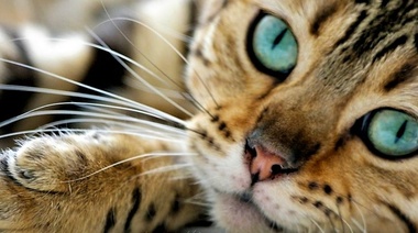 Día Internacional del Gato