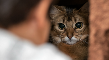 Desarrollan una estrategia para tratar la alergia a los gatos