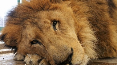 Piden la inhabilitación del Zoológico de Luján