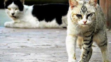 Día Internacional del Animal sin Hogar