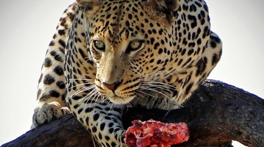 El 63% de los animales son carnívoros, el 32 % herbívoros y solo el 3%  omnívoros